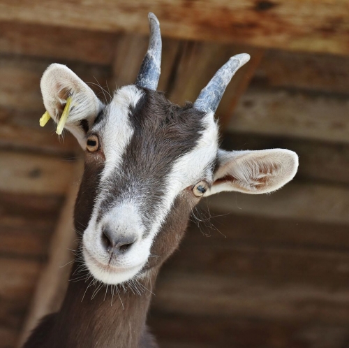 mythologie-la-chevre-un-animal-de-legende.jpeg
