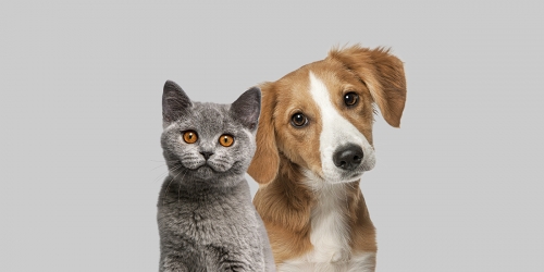 chien-chat-054517.jpg